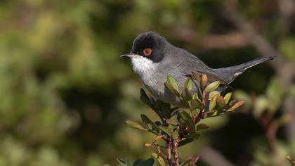 Sardinian Warbler