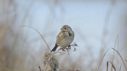 Corn Bunting