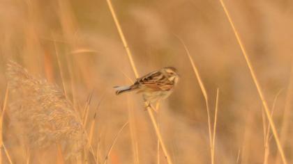 Common Reed Bunting