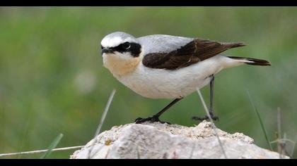 Northern Wheatear