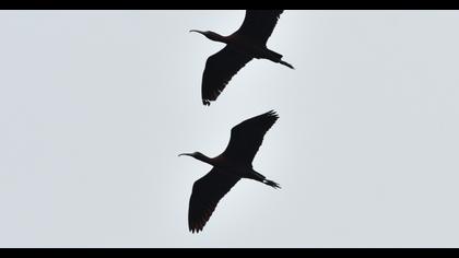 Glossy Ibis