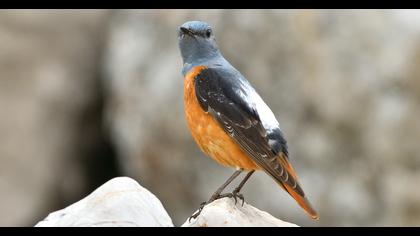 Common Rock Thrush