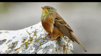 Ortolan Bunting