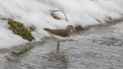 Green Sandpiper