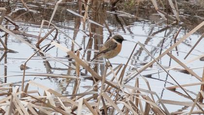 European Stonechat