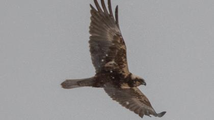Western Marsh Harrier