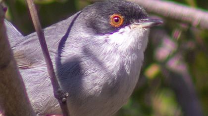 Sardinian Warbler
