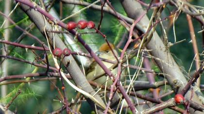 Eurasian Blackcap