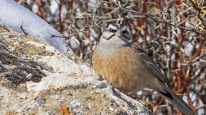 Rock Bunting