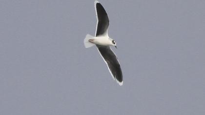 Little Gull