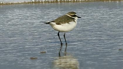 Kentish Plover