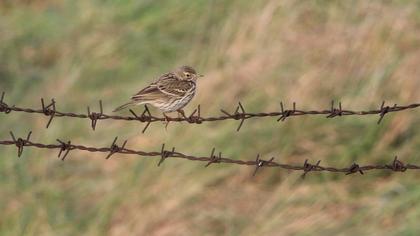 Meadow Pipit
