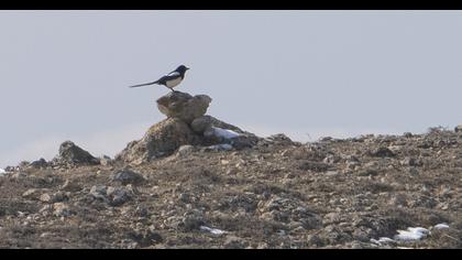 Eurasian Magpie
