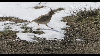 Crested Lark