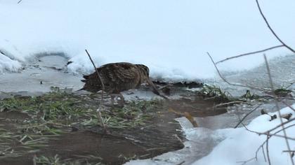 Eurasian Woodcock