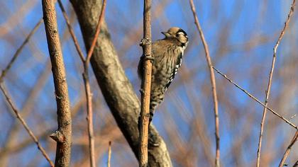Lesser Spotted Woodpecker