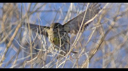 Eurasian Siskin
