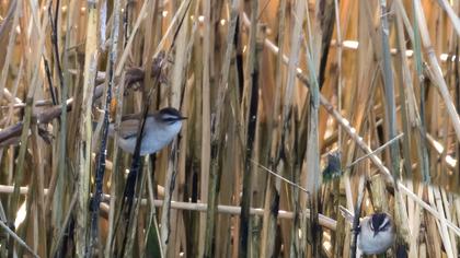 Bıyıklı kamışçın