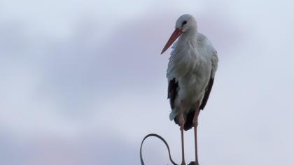 White Stork