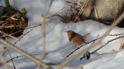 Eurasian Wren