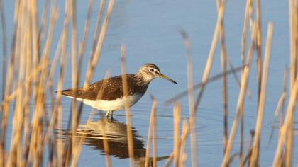 Green Sandpiper