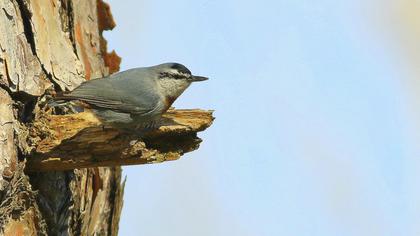 Krüper`s Nuthatch