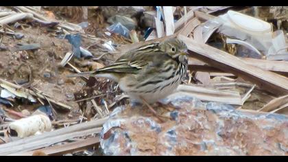 Meadow Pipit