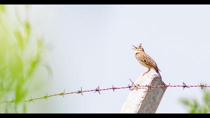 Crested Lark