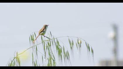 Delicate prinia