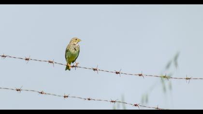 Corn Bunting