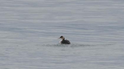 Great Crested Grebe