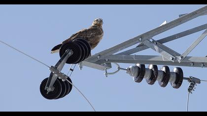 Long-legged Buzzard