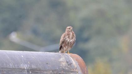 Common Buzzard