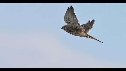 Common Kestrel