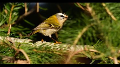 Common Firecrest