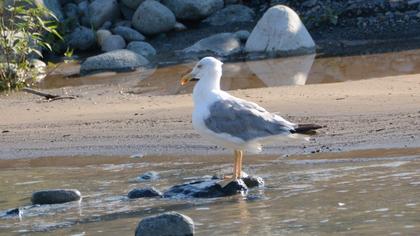 Yellow-legged Gull
