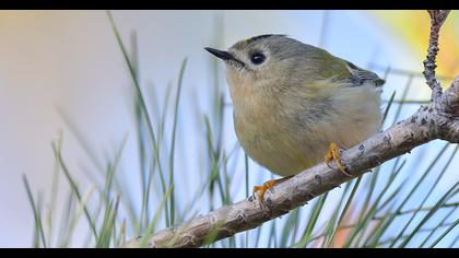 Goldcrest