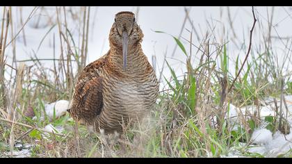 Eurasian Woodcock