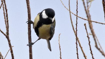 Great Tit