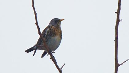 Fieldfare