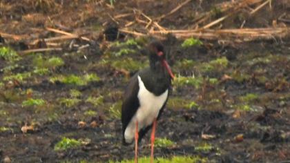 Black Stork