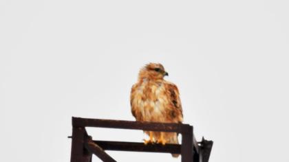 Long-legged Buzzard