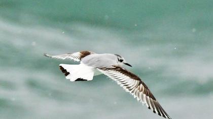 Little Gull