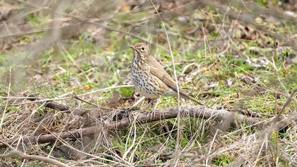 Song Thrush