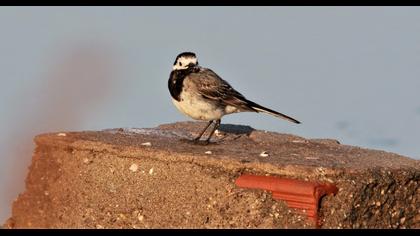 White Wagtail