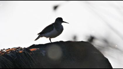 Common Sandpiper
