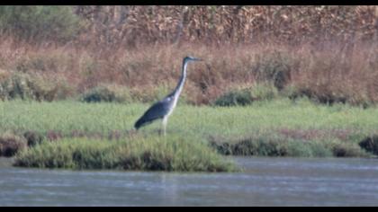Grey Heron