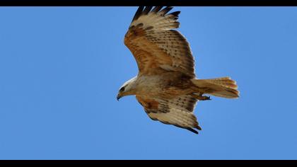 Long-legged Buzzard