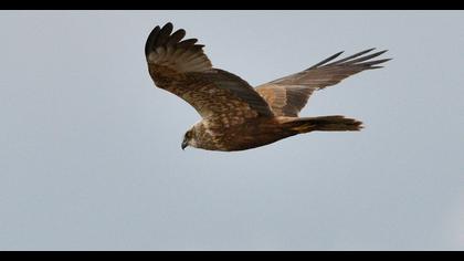 Western Marsh Harrier