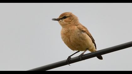 Isabelline Wheatear